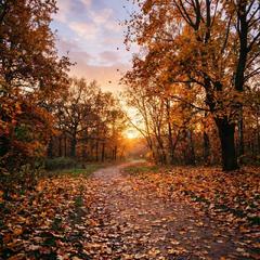 Late Afternoon