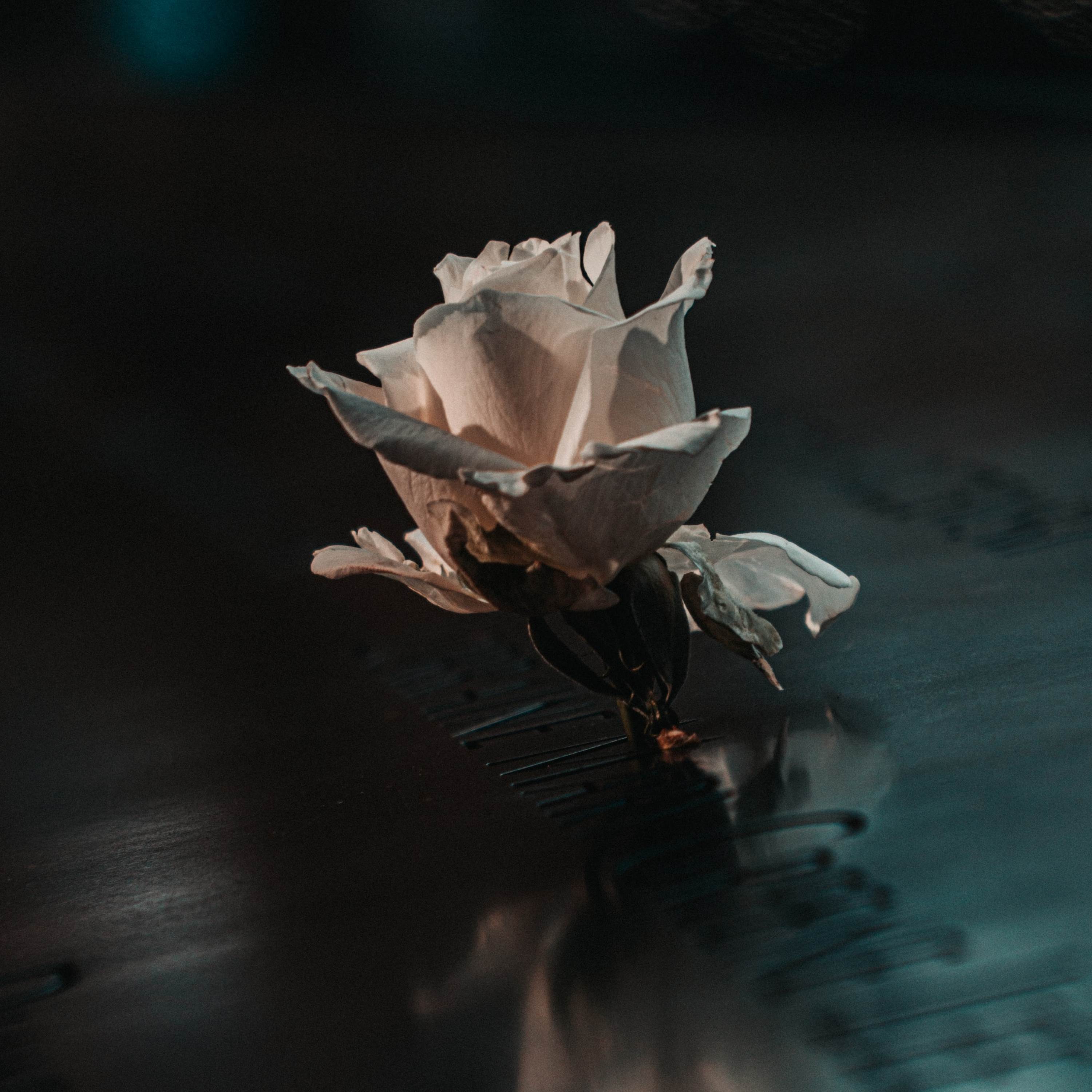 Undone Illusion