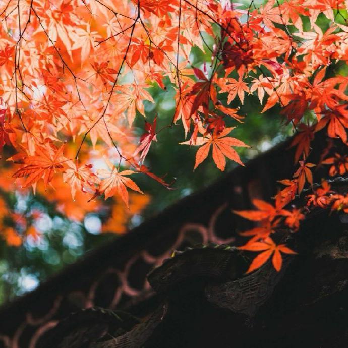 古寺深秋（纯音乐）