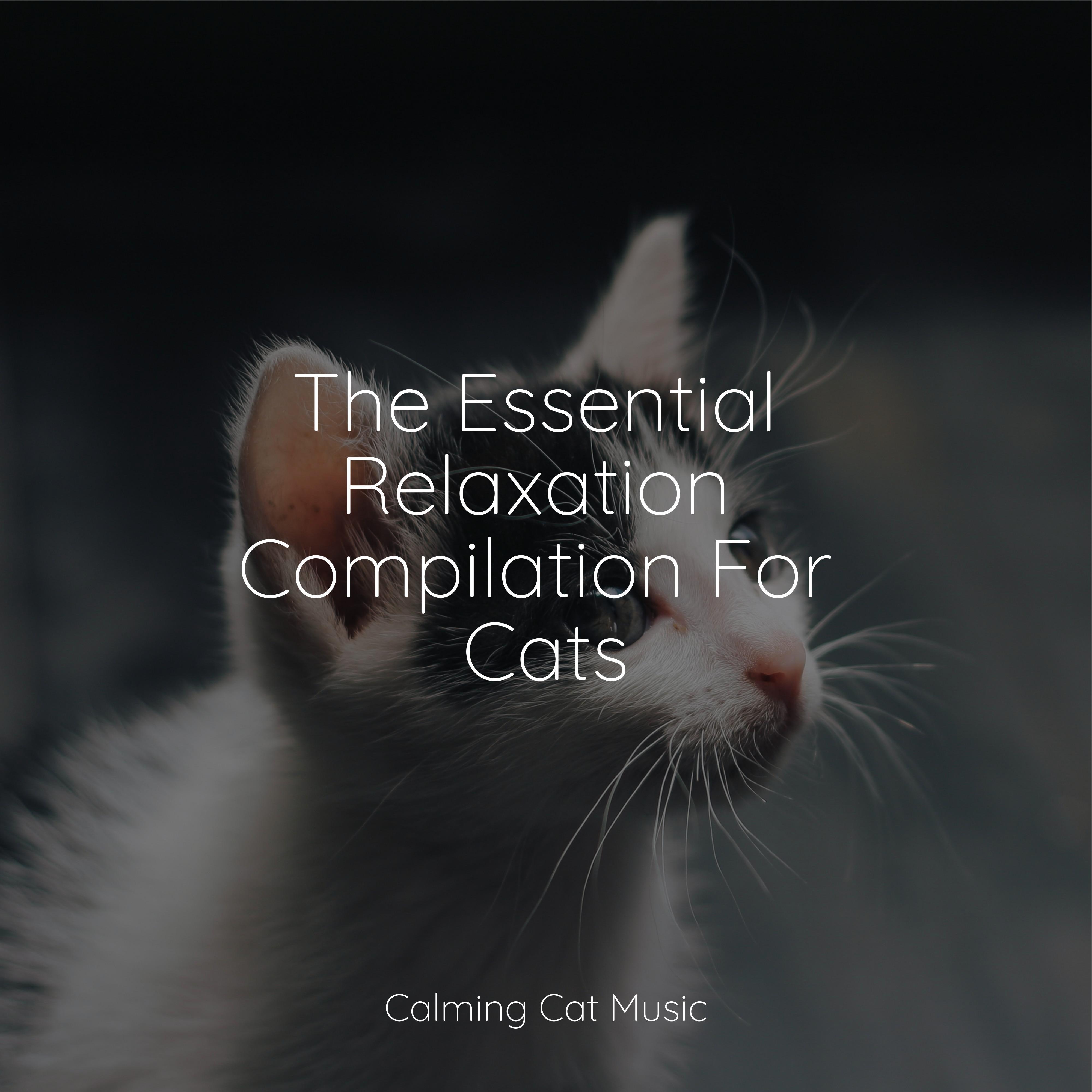 Jazz Music Therapy for Cats - Seaside Air