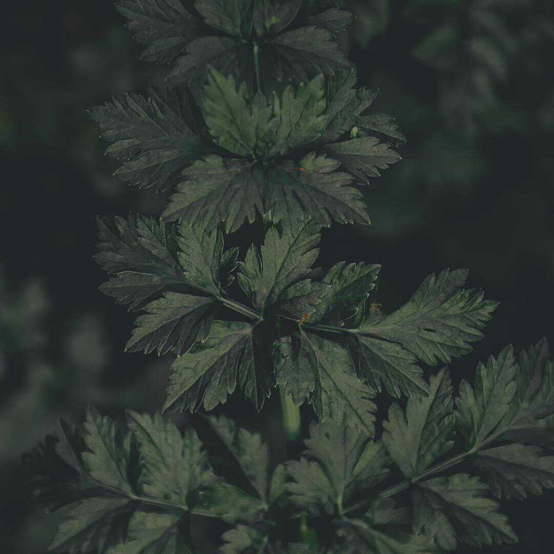 春的旋律