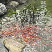 花前病酒