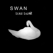 Swan