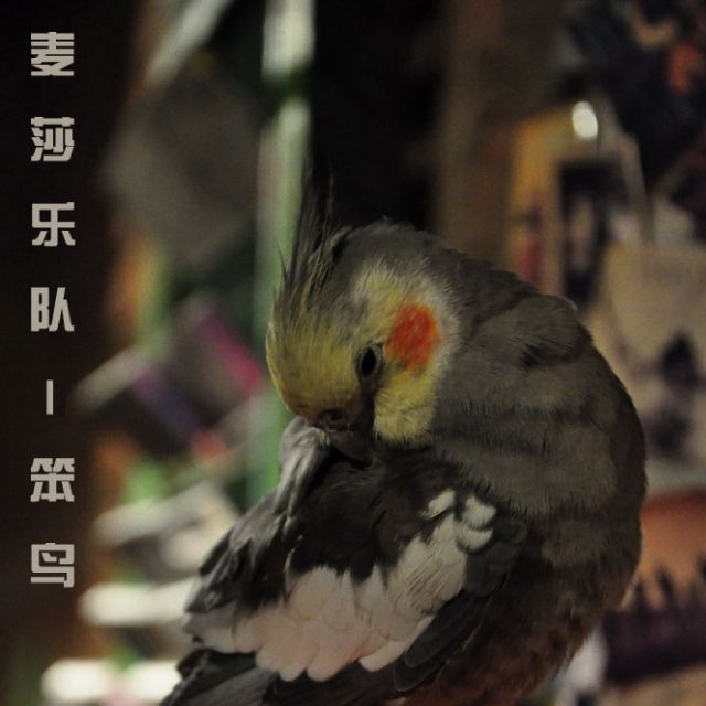 笨鸟