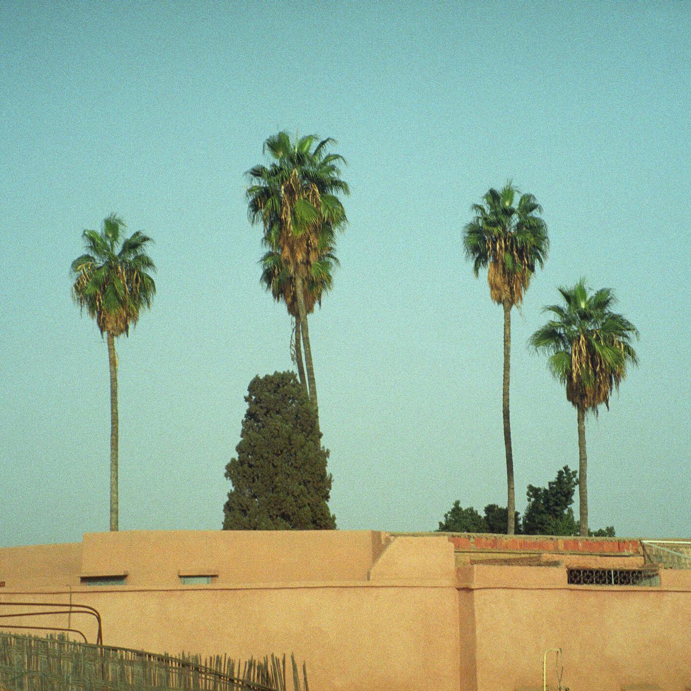 jōshy - palm trees
