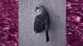 Wet bird专辑
