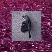 Wet bird
