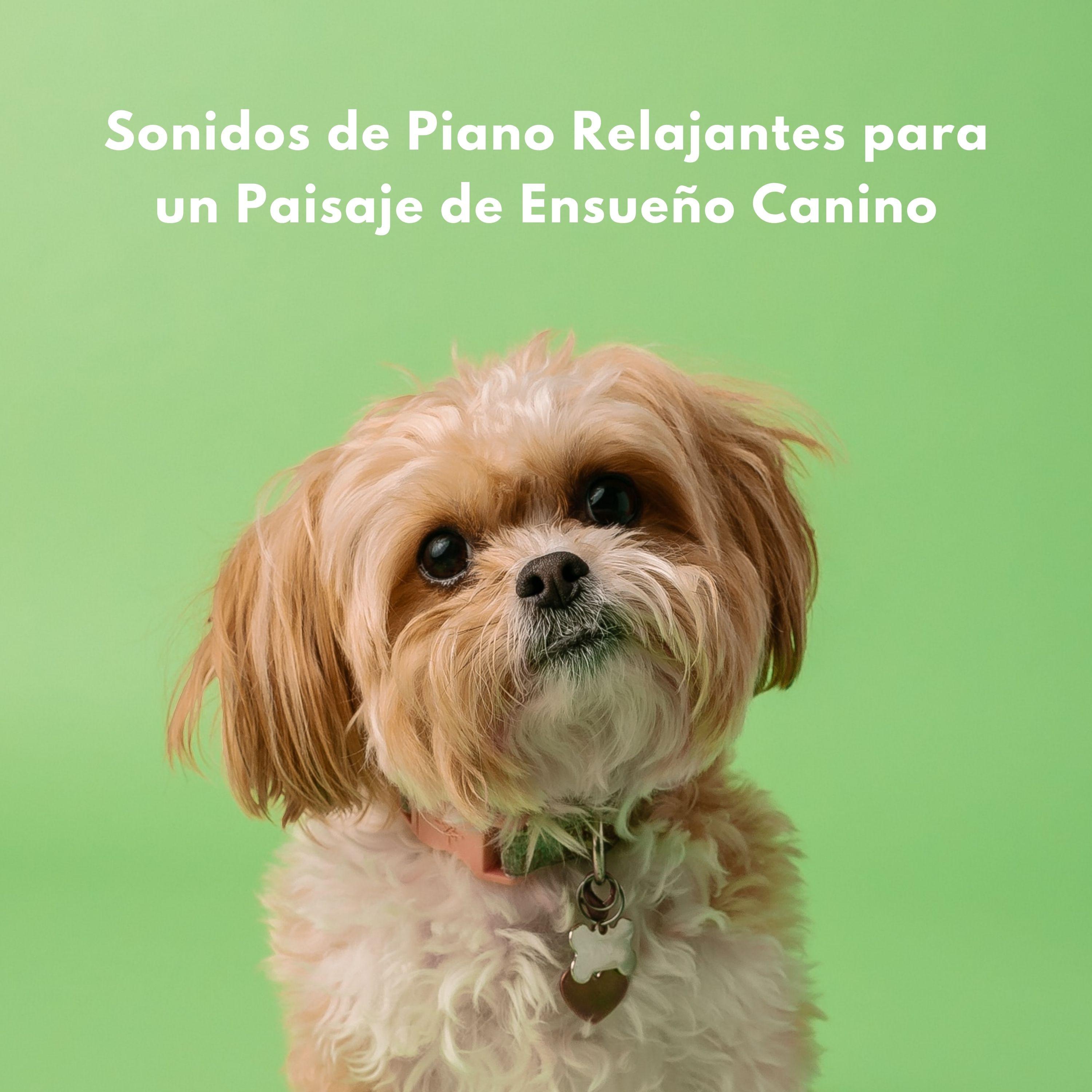 Música de piano para conciliar el sueño más rápido - Melodía Canina Y Mindfulness