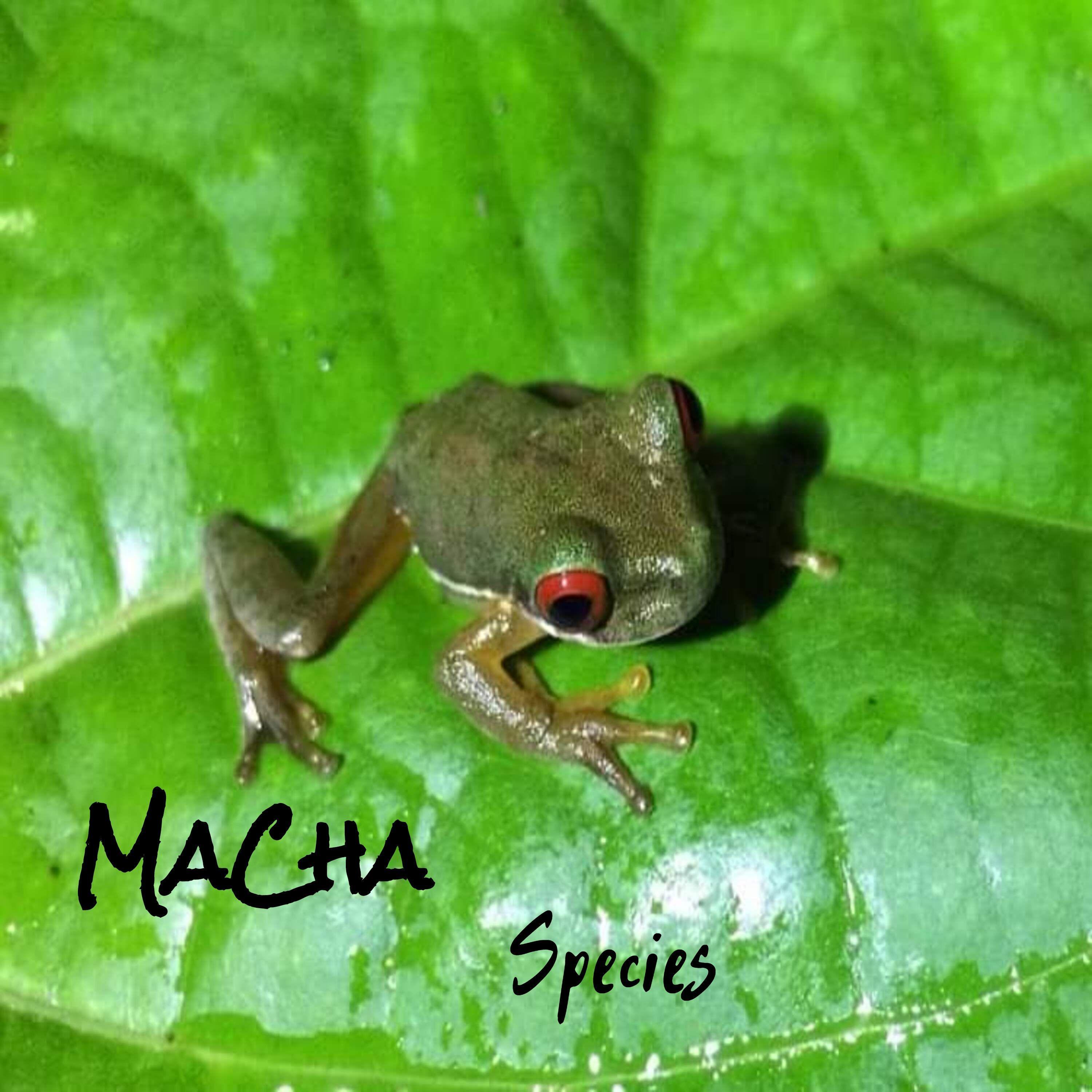 Species