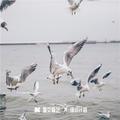 拼好歌