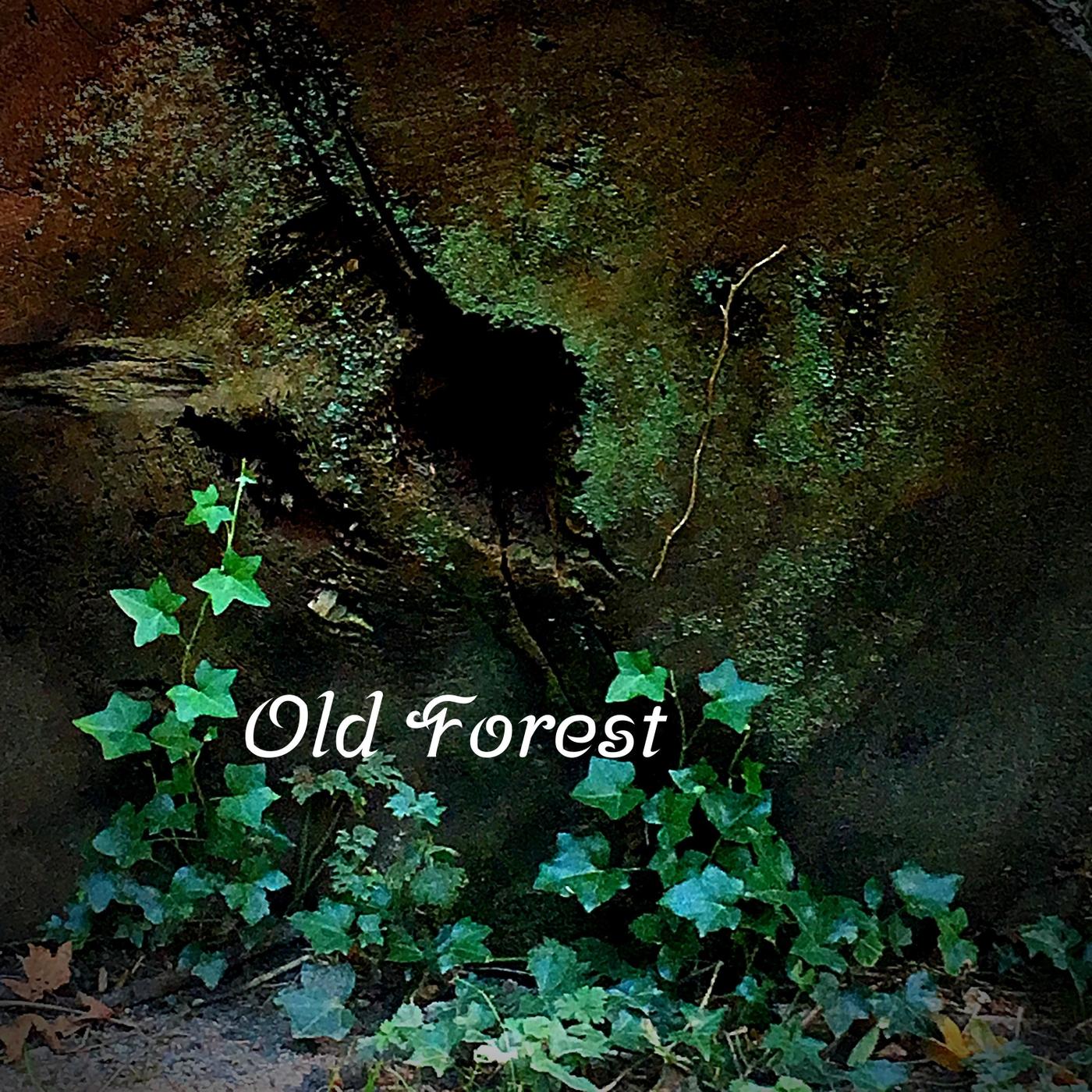 Old Forest