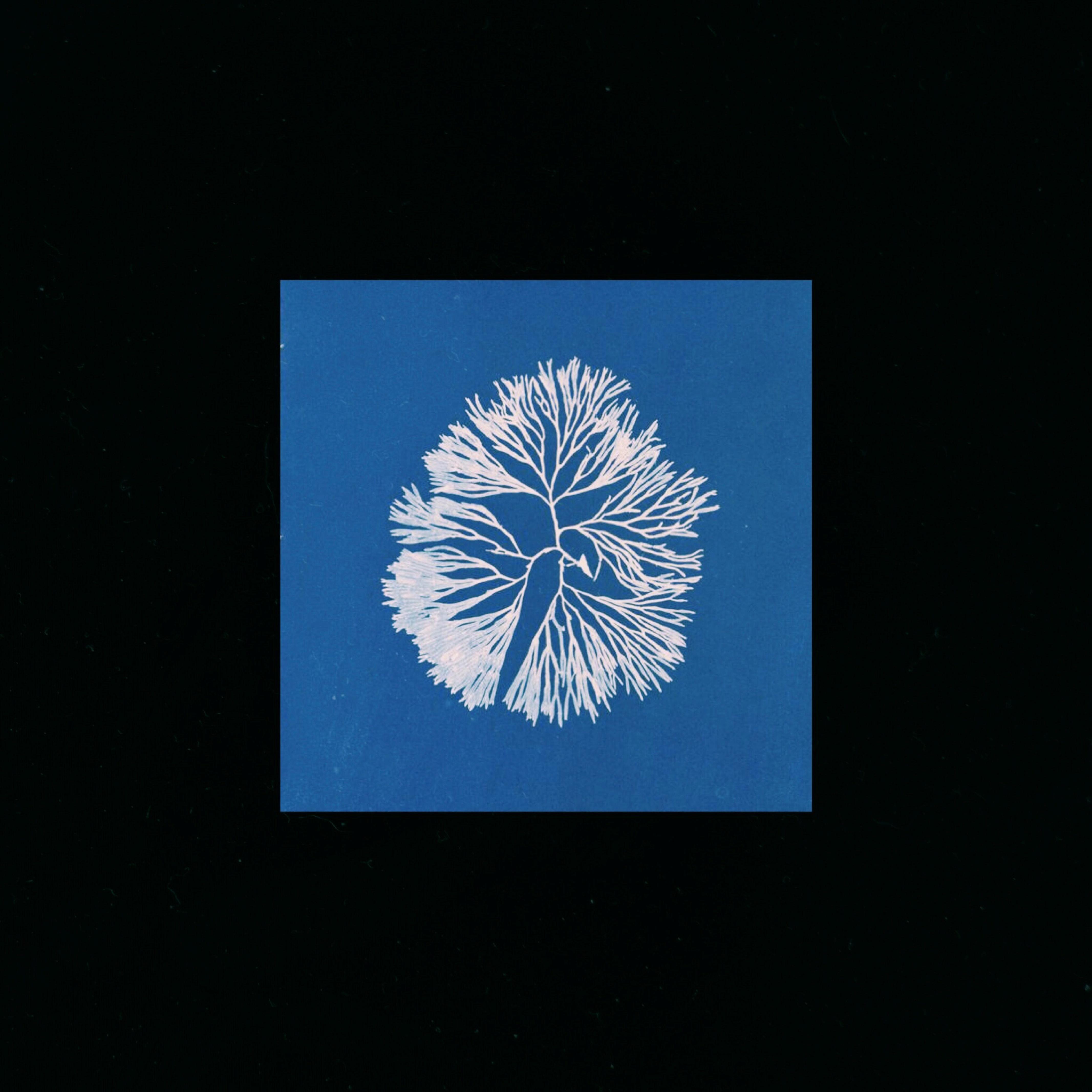 Self Portrait of A New Yorker