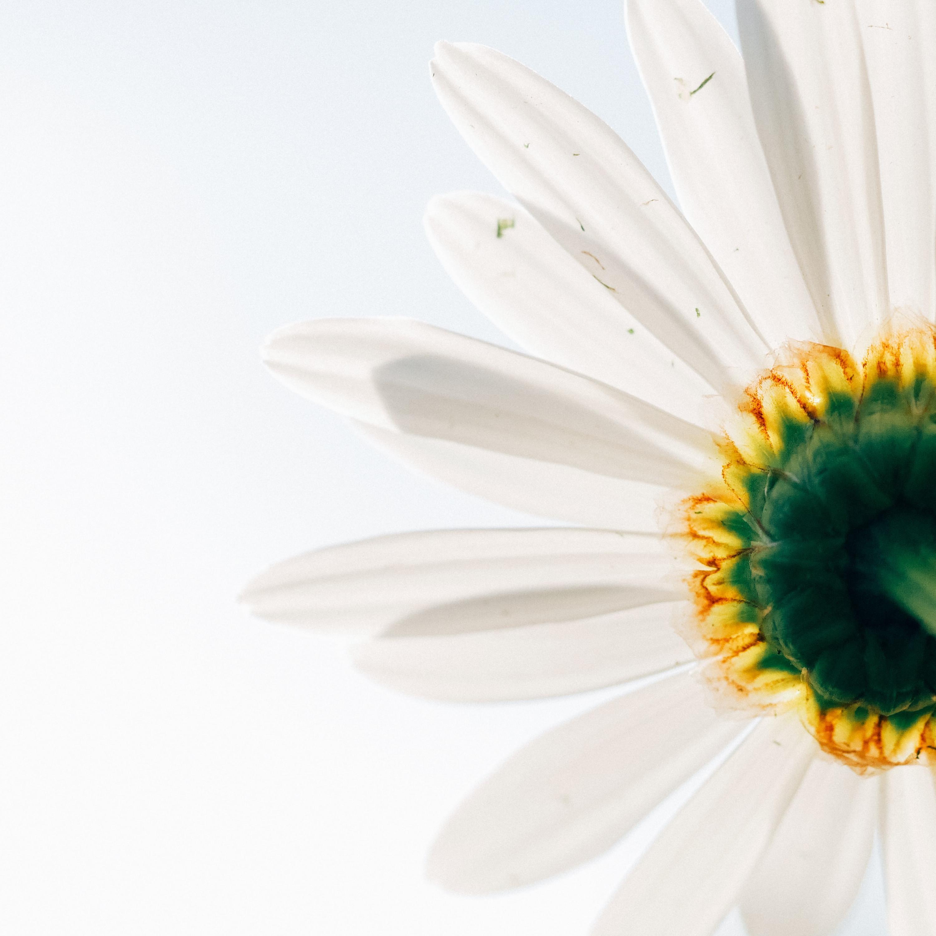 Miley Flower | Nature's Blessing, Relaxation and Healing Music Therapy