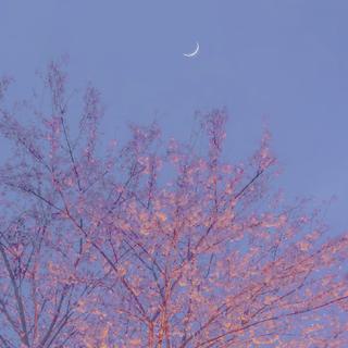 日系暖调｜那不是我的月亮 确也照亮过我