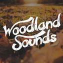 Woodland Sounds专辑