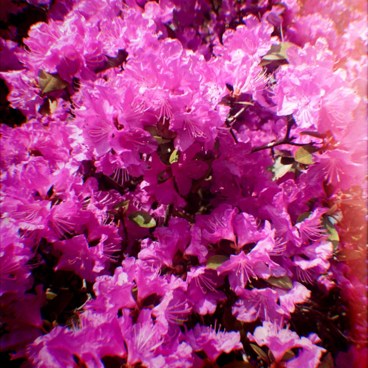 Wither and Bloom
