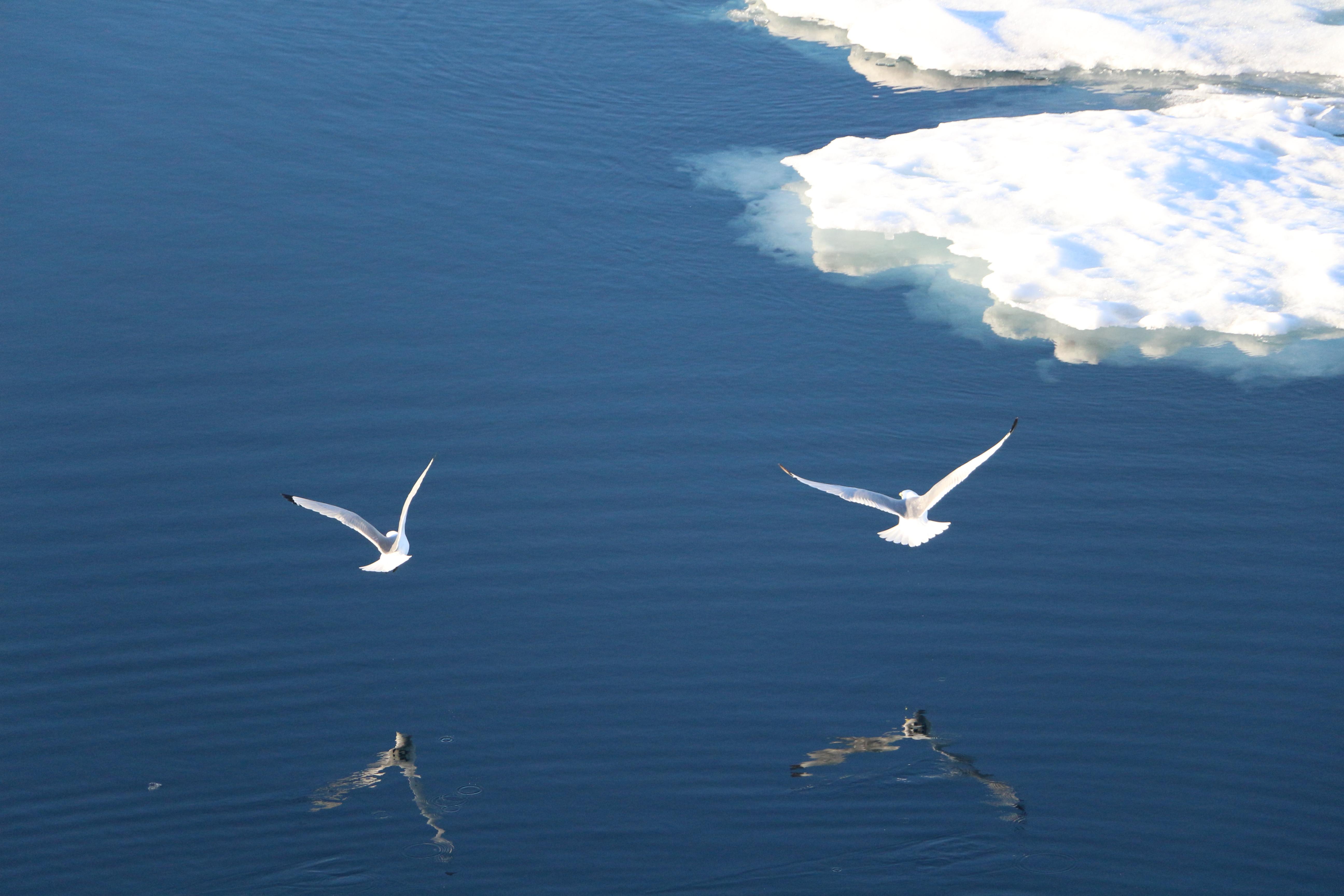 Arctic Waves