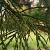 chgeri - pine