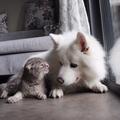 GOOD NIGHT