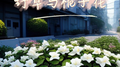 野草与栀子花专辑