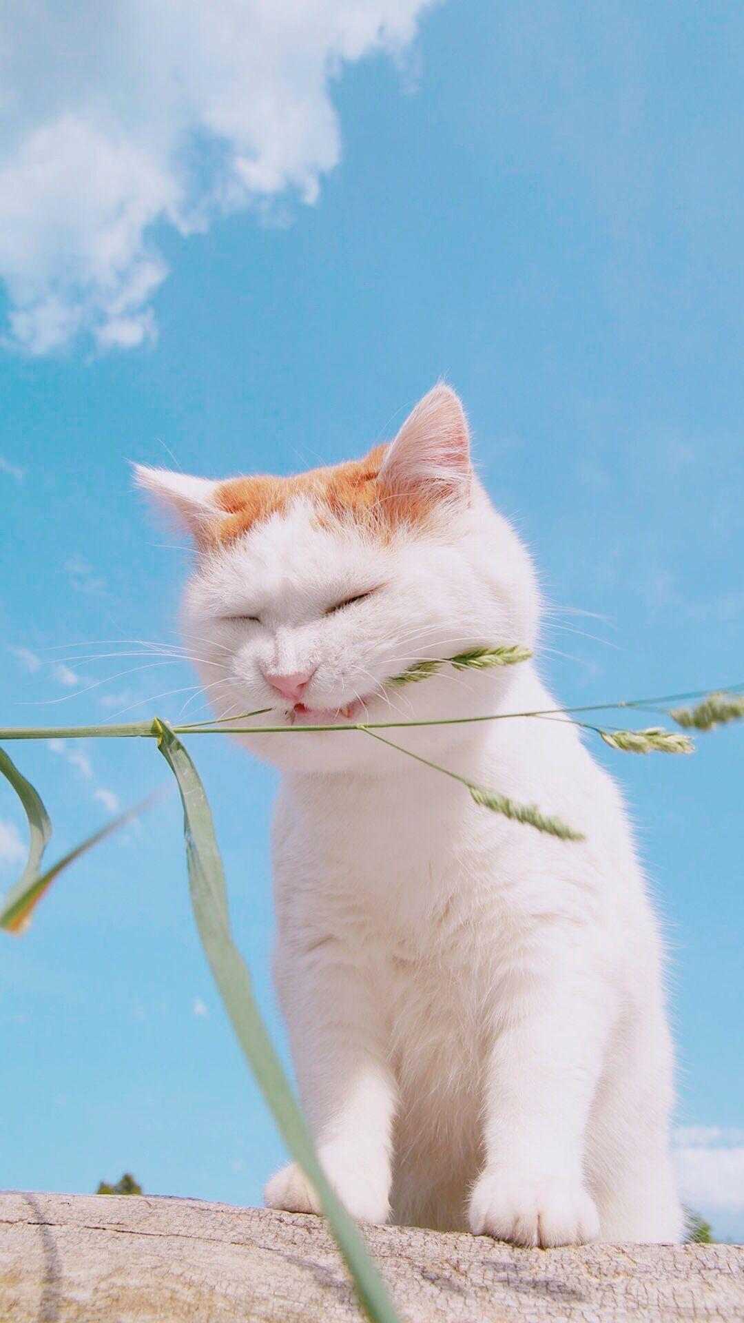 Rainy（翻自 Alan Walker）