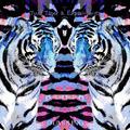 Two Tigers & Experiments