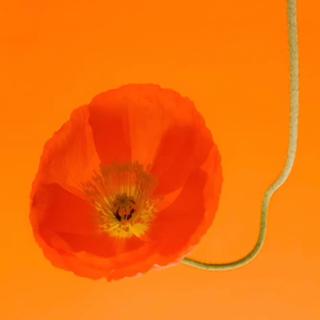 民谣岁月|答案在风中在一场大雨后