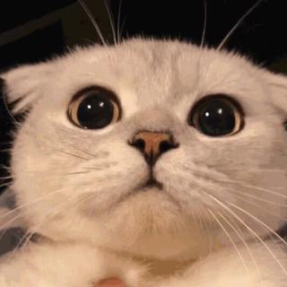 竹子的老C的床上音乐推荐