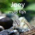 Joey Lee-mud fish