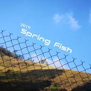 Spring Fish（from 2019）