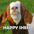 Happy Sheep