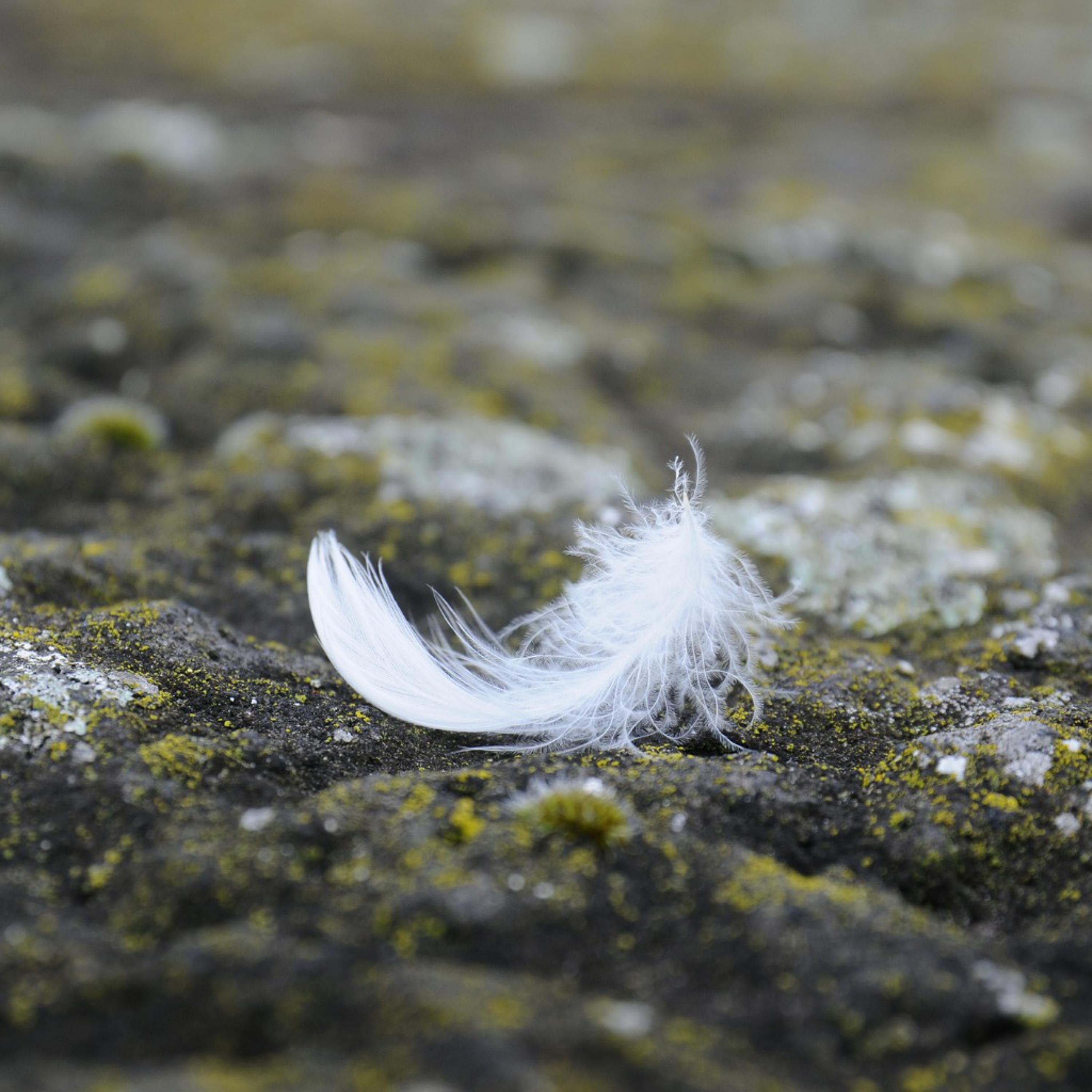 Fallen Angel