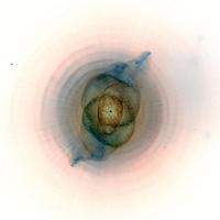 Dj Delirious , The Weeknd - I Feel Sexual Healing (Dj Delirious Wayback Mashup) (Delirious Mashup) (Dirty, Beat-In, Beat-Out, Mash-Up) 94