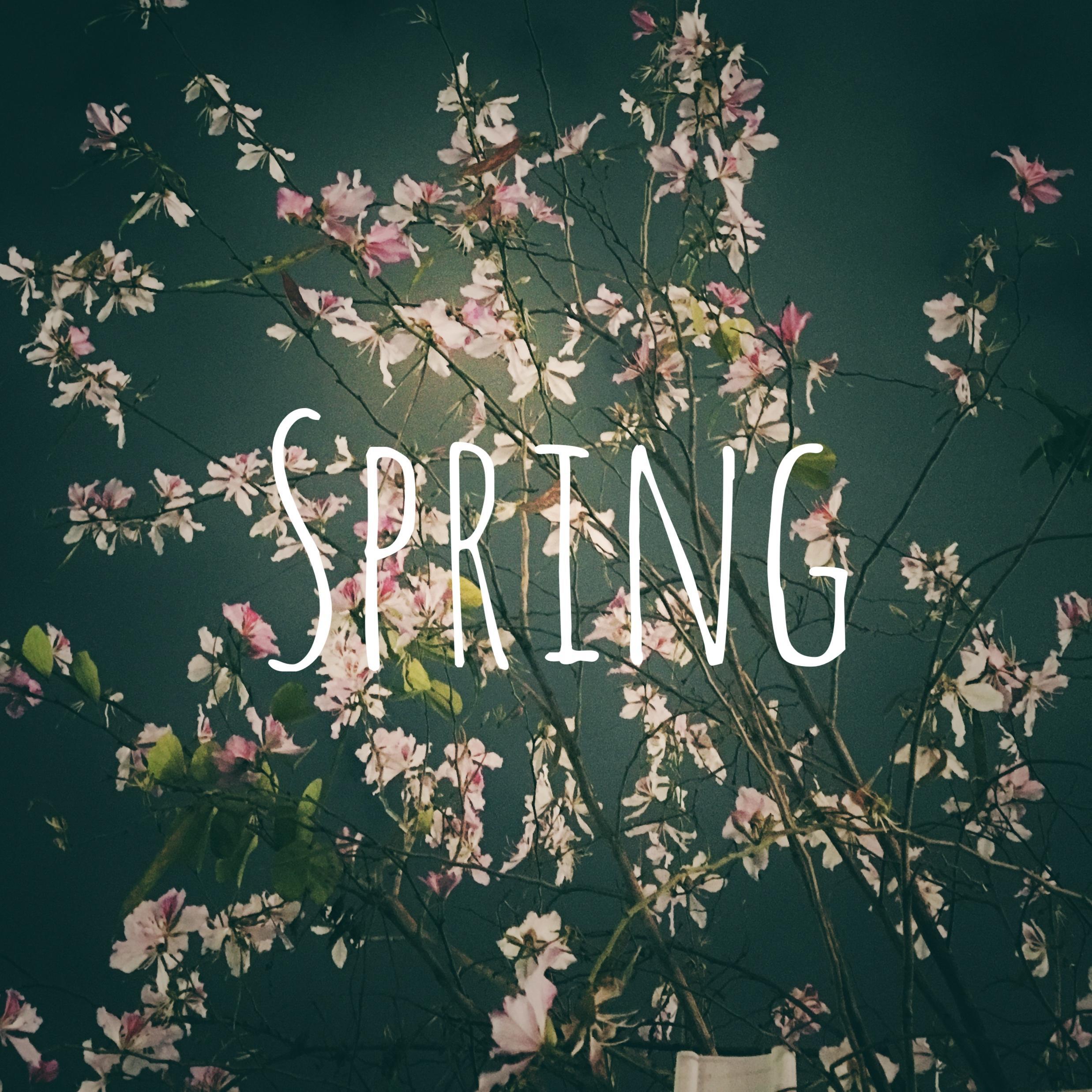 spring专辑