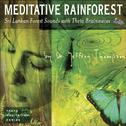 Meditative Rainforest专辑