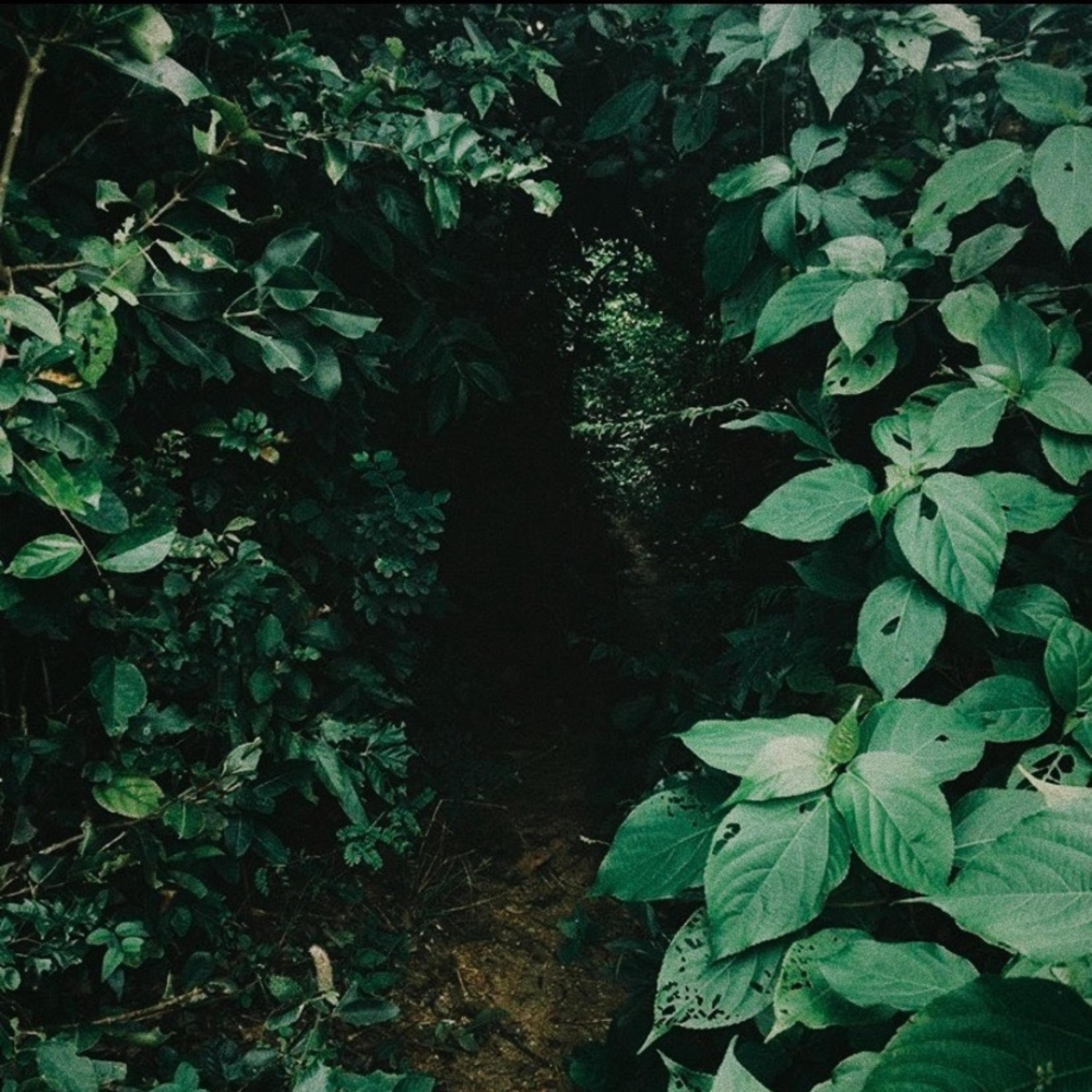 Ficus