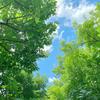 summer sky.专辑