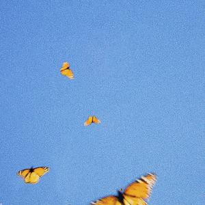 Kamaliya - utterflies