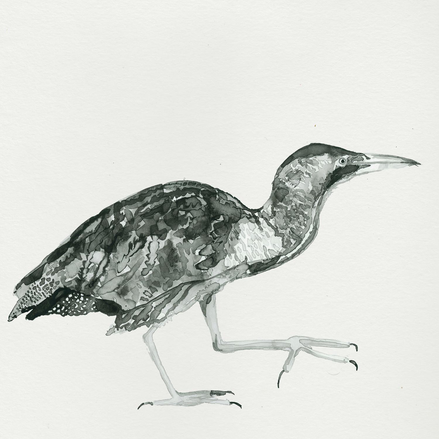 Bittern Wake up Call