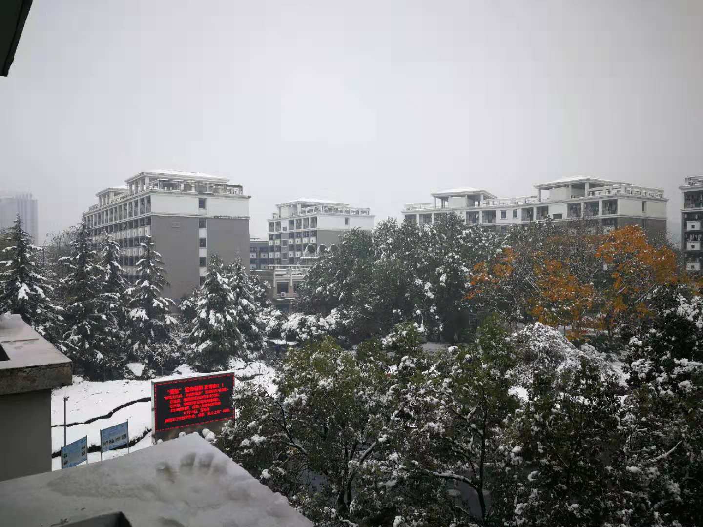 紫金港的雪专辑