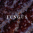 Fungus （霉菌）