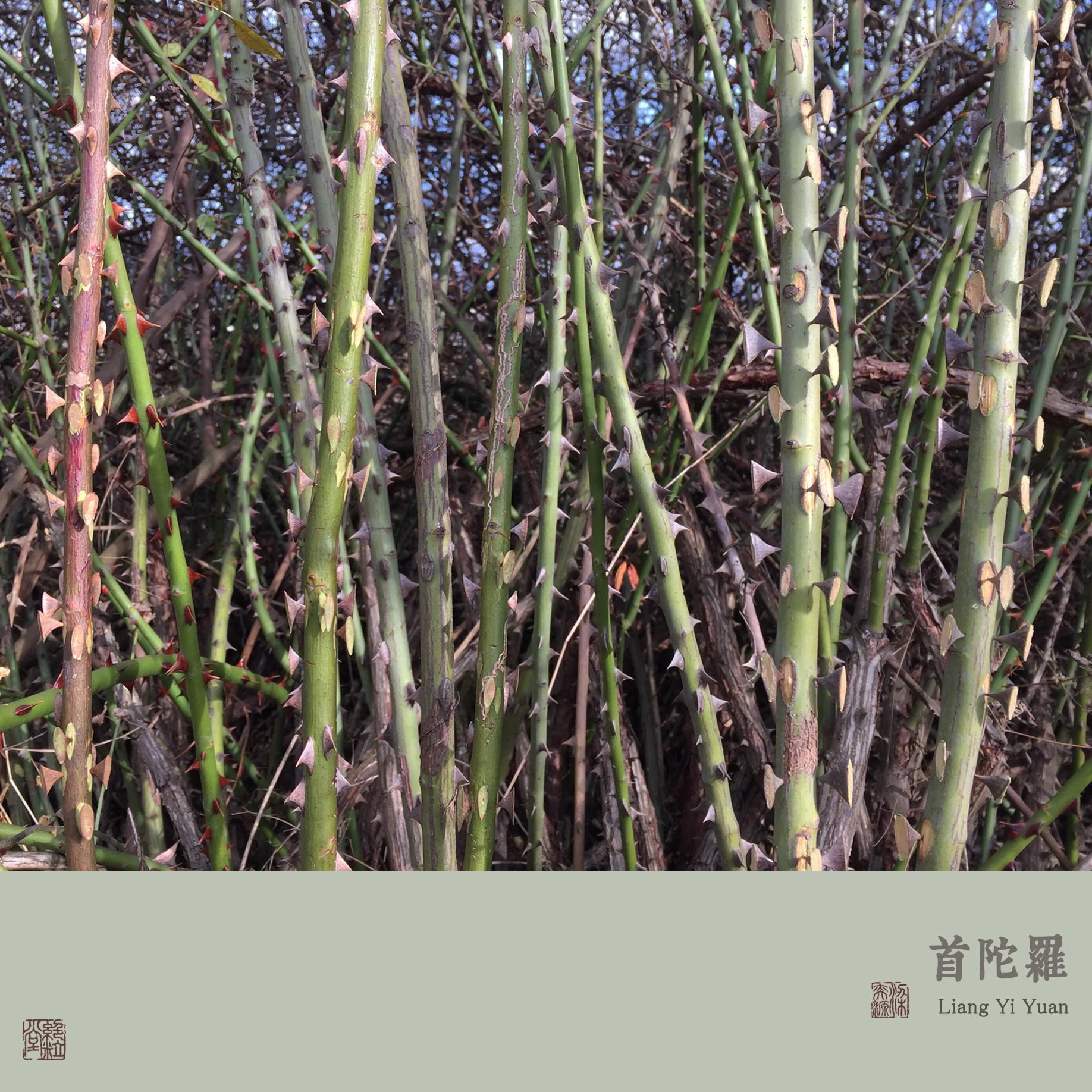 首陀罗