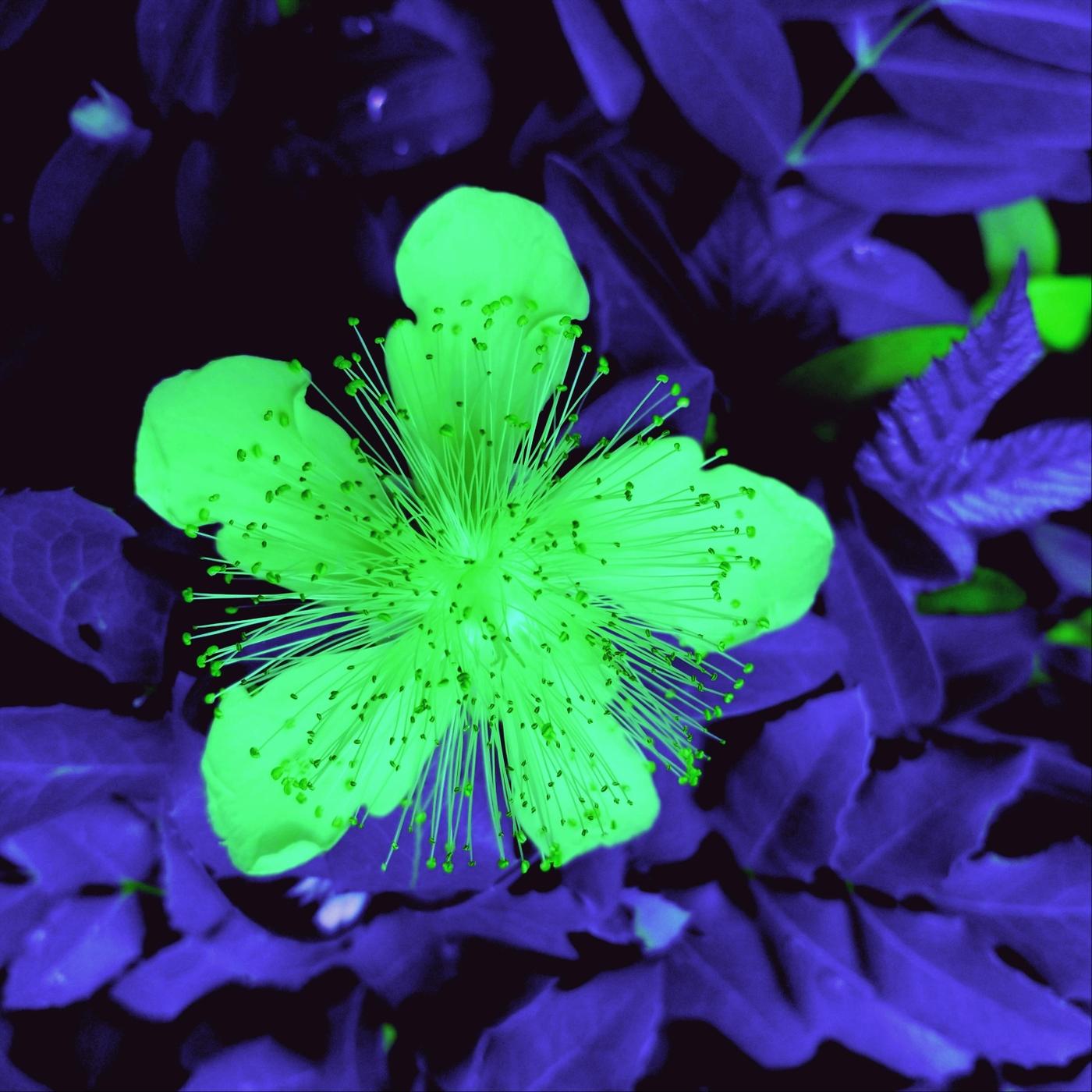 The Spirit of the Water Lily