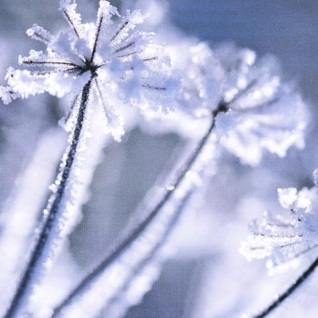 Schubert - Winterreise