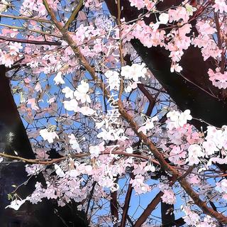 日系温柔梦境｜如风中纸鹤 唤醒心底柔软