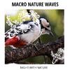 Wave of Bliss Ocean Music - Birdlife at Beach