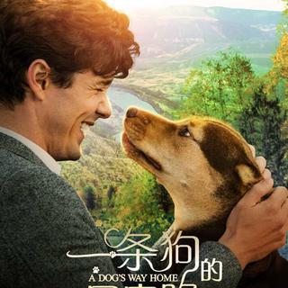 【影视原声】一条狗的回家路
