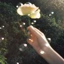 氤氲之森