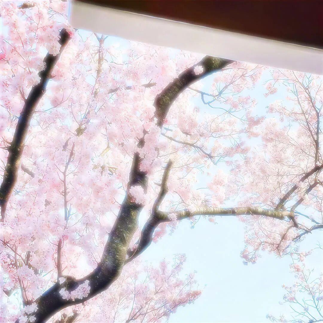 magnolia pt.2