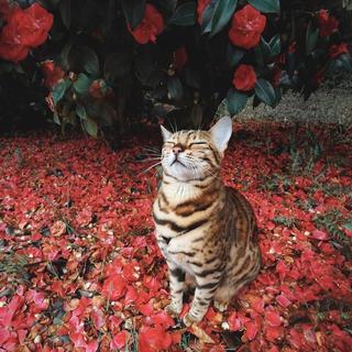 妻子的浪漫旅行bgm-S1第八期【更新中】